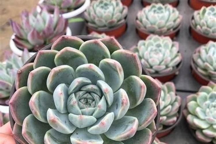 亲们怎样把多肉叶片养肥厚？有没有网友了解？