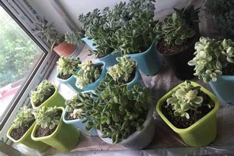 多肉浇叶面肥可以吗？