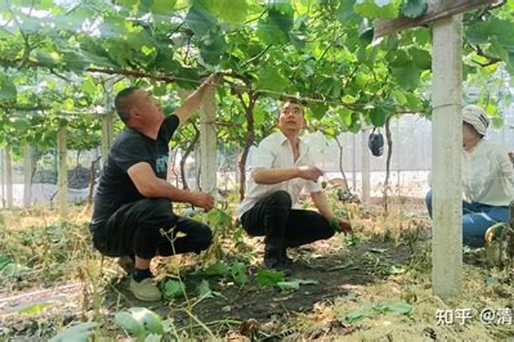 矿源黄腐酸钾在葡萄上什么时候用好？多久冲施一次促果增产