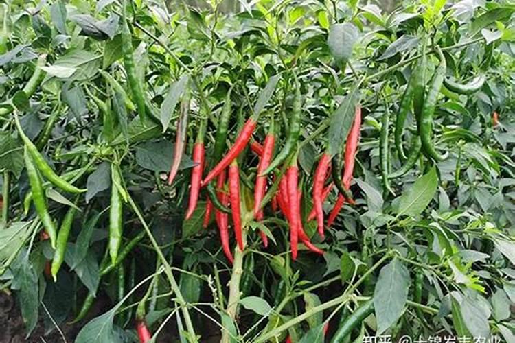 种辣椒用什么肥料比较好