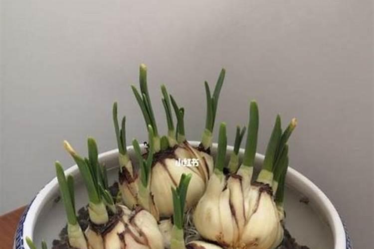 水仙花怎么施肥