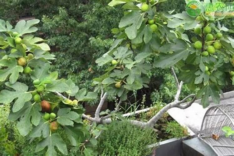 无花果掉果的原因怎样解决