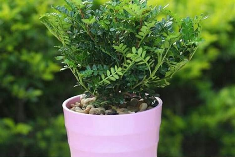 清香木施肥用什么肥料好,喜欢什么肥