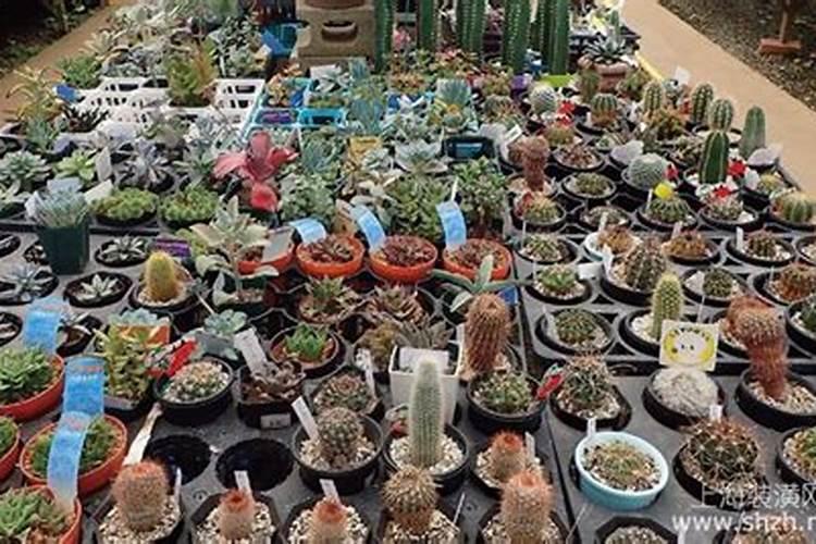 请教一下多肉植物要怎么施肥呢