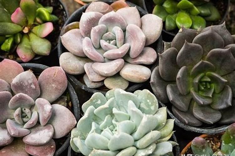 多肉植物如何施肥