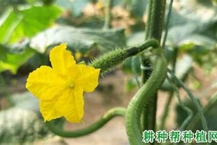 黄瓜用什么要点花会是鲜花