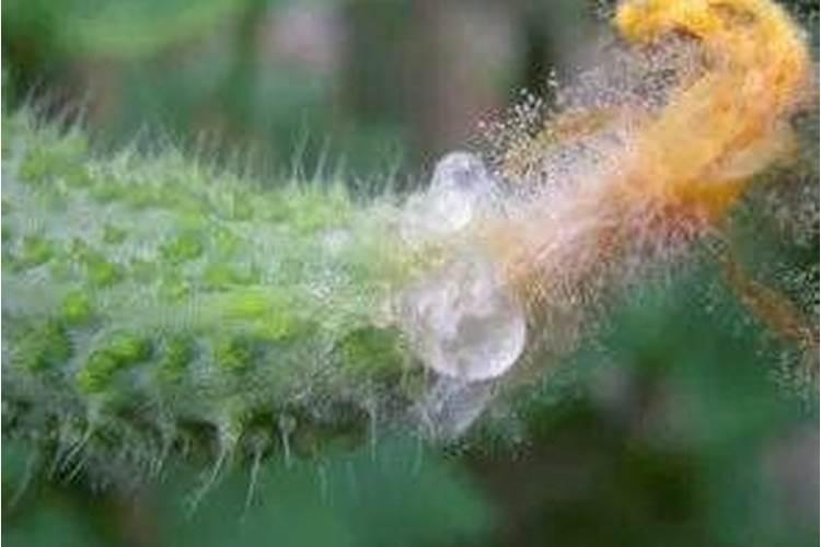 黄瓜表面带有白皮是怎么回事？