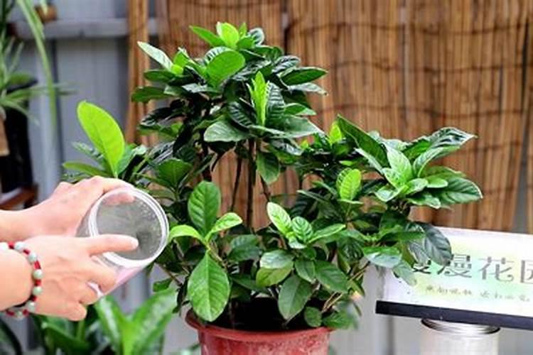 栀子花花苞时浇什么肥料(栀子花施什么肥才能长出花蕾)