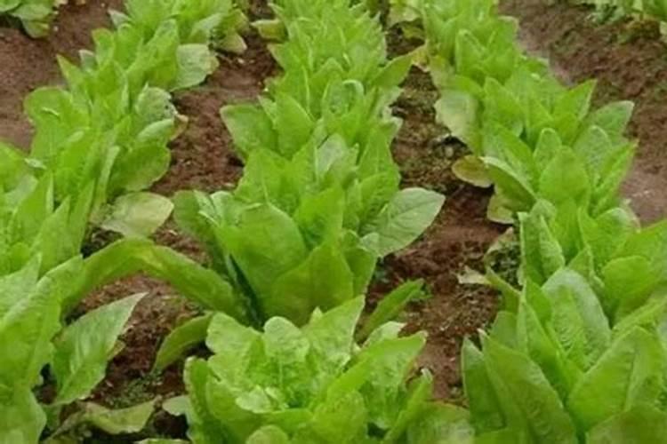 莴苣用什么肥料变高变粗 附莴苣的种植方法