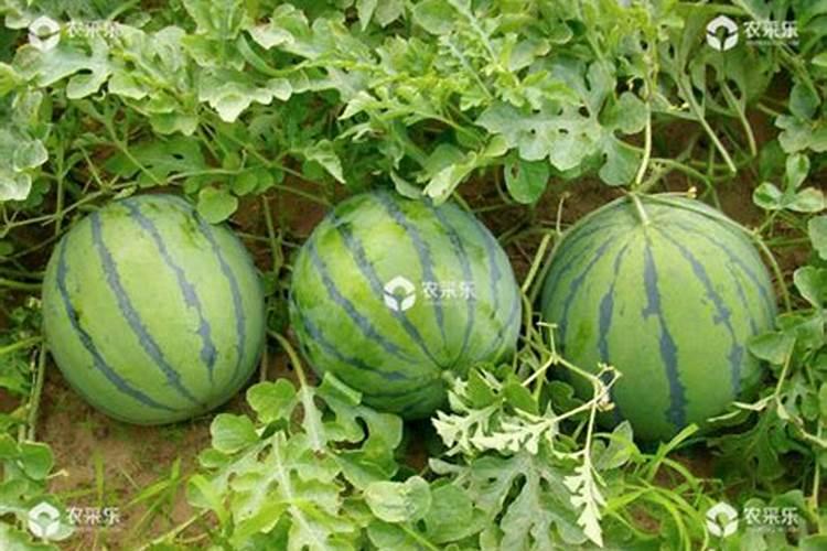 西瓜座果期用什么水溶肥效果好？西瓜结果期冲施什么肥料好？