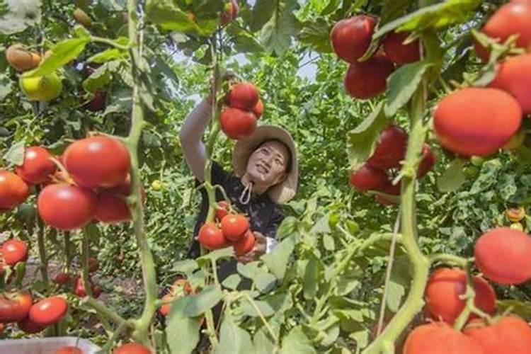 王林苹果什么时间喷膨大宝好