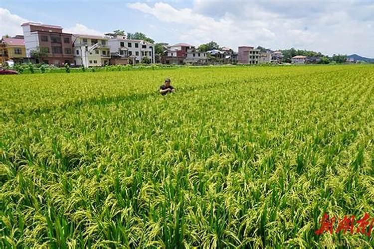水稻田氯化钾什么时间施