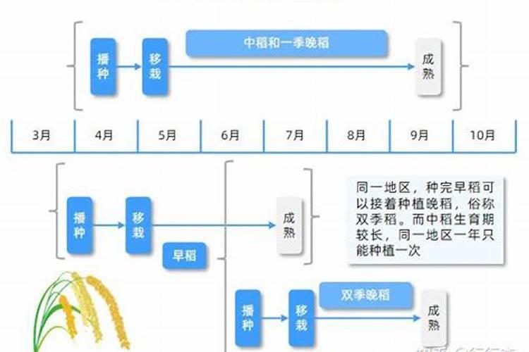 水稻钾肥的正确使用方法,什么时候施好