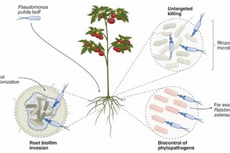鱼蛋白放多了会烧根吗