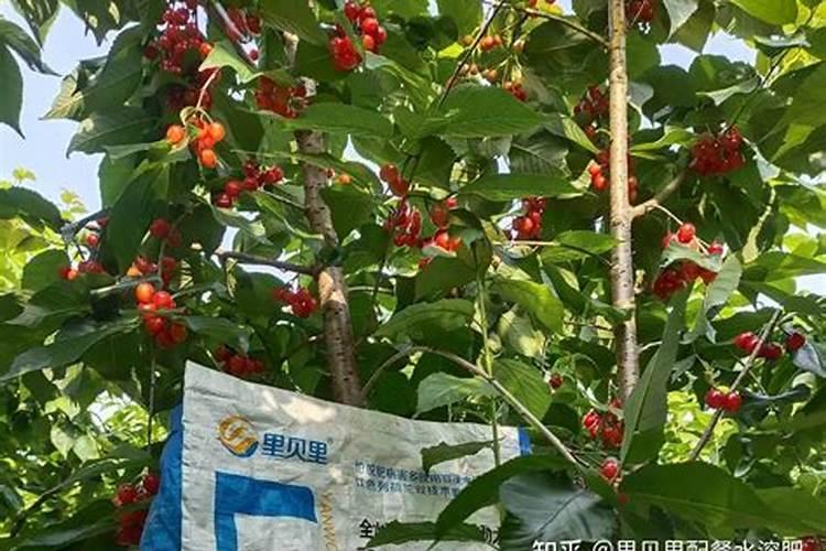 樱桃结果期冲施什么肥料好？樱桃膨大期追施用的肥料？