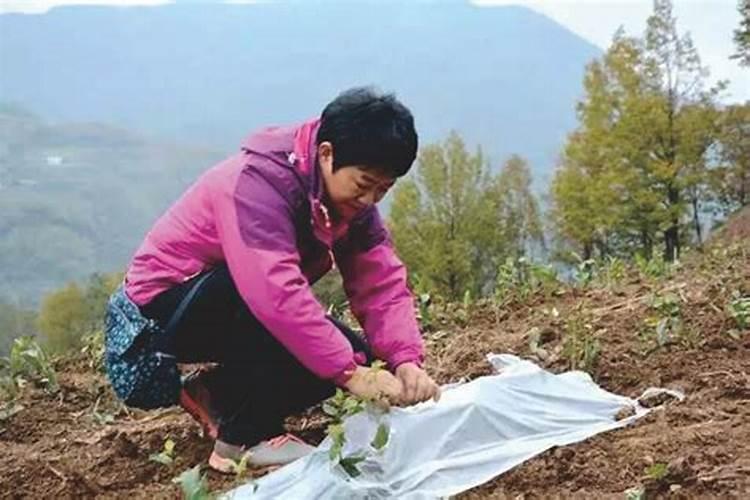 盆栽茶花施什么肥好(茶花施什么肥比较好)