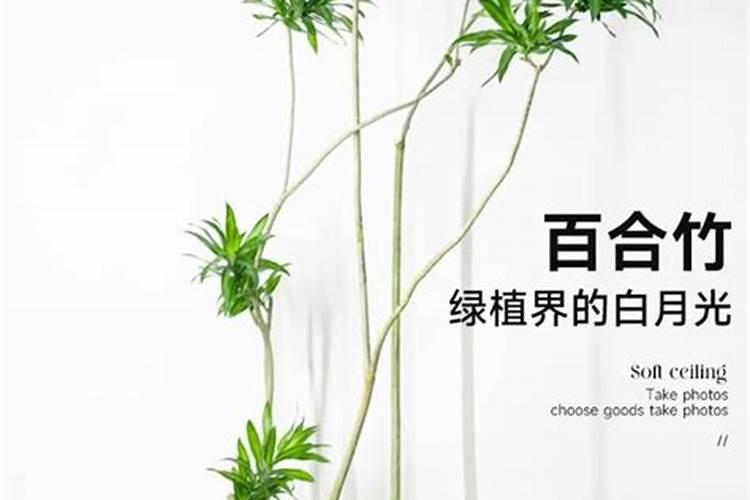 中国最好的叶面肥