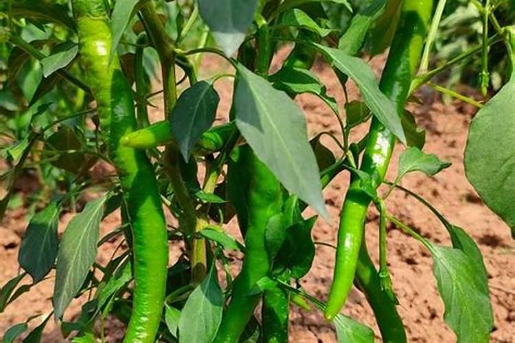 黄豆怎么做花肥肥料