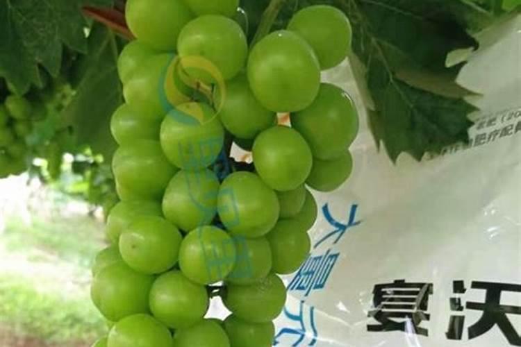 葡萄成熟了 却出现了软果,怎么办？