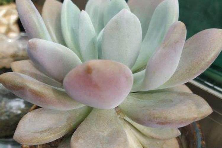 多肉植物多久施一次肥什么时候施肥最好