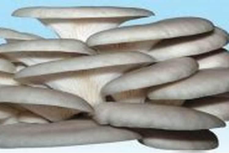 请问鸡粪在平菇种植的实用方法