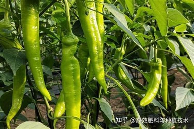 辣椒盛果盛花期需要补充含磷肥吗