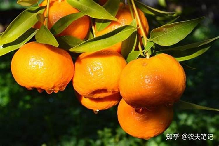 柑橘树什么时间用肥效果好？