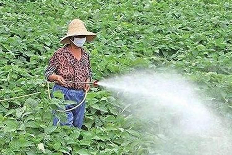阳台青菜种植方法 阳台青菜怎么种植