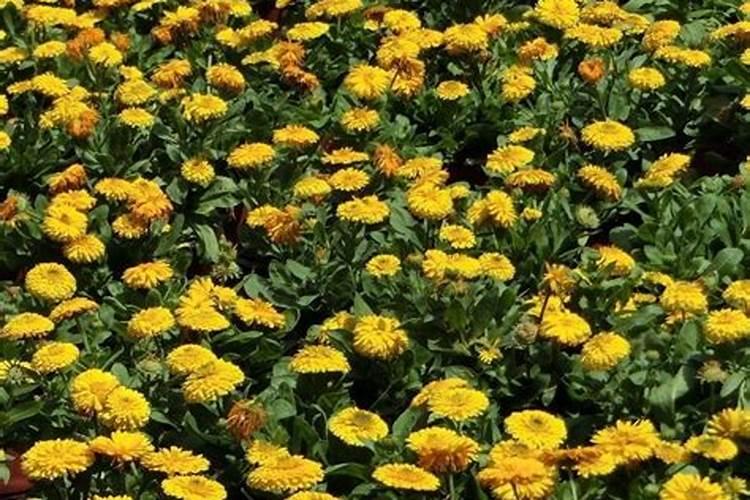 种金桔施什么肥