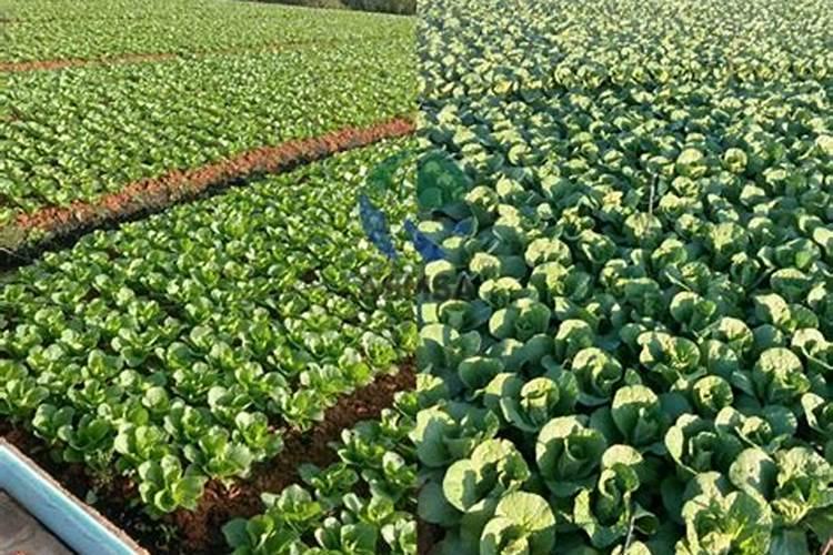 花生喷施钙肥最佳时间 什么时候使用合适