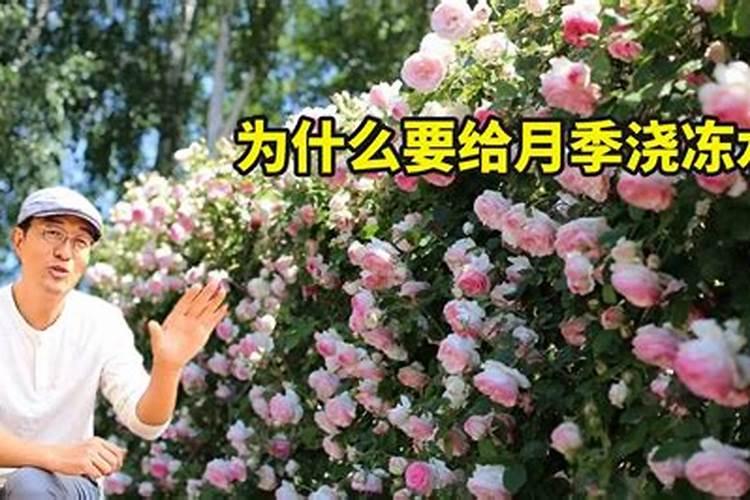 月季冬季施肥方法