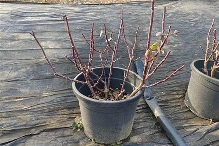 月季冬天怎么施肥