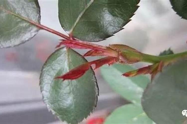 大量元素水溶肥对花卉绿植的用法