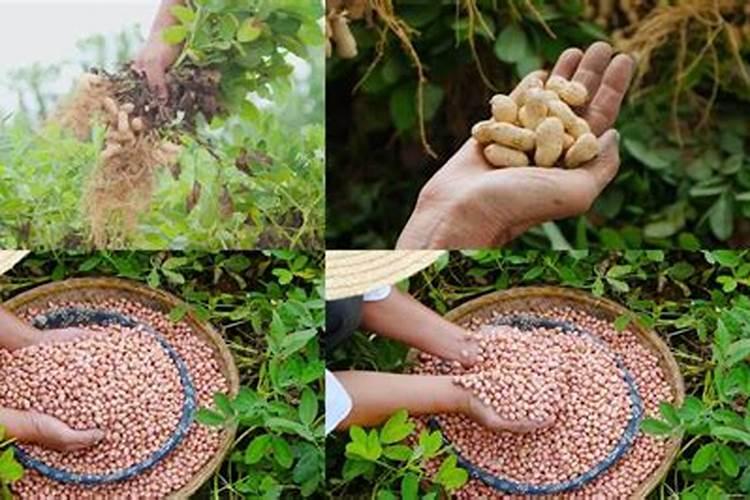 种花生要施底肥吗 硫酸钾7590kg