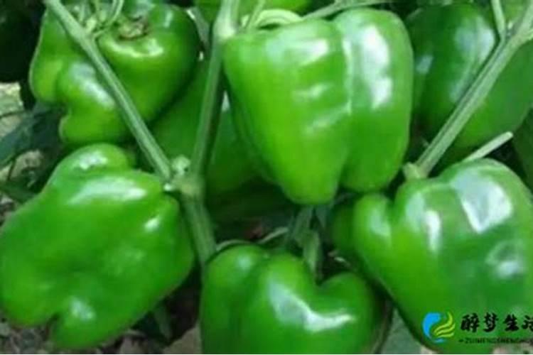 茄子、辣椒、西红柿含有什么营养？