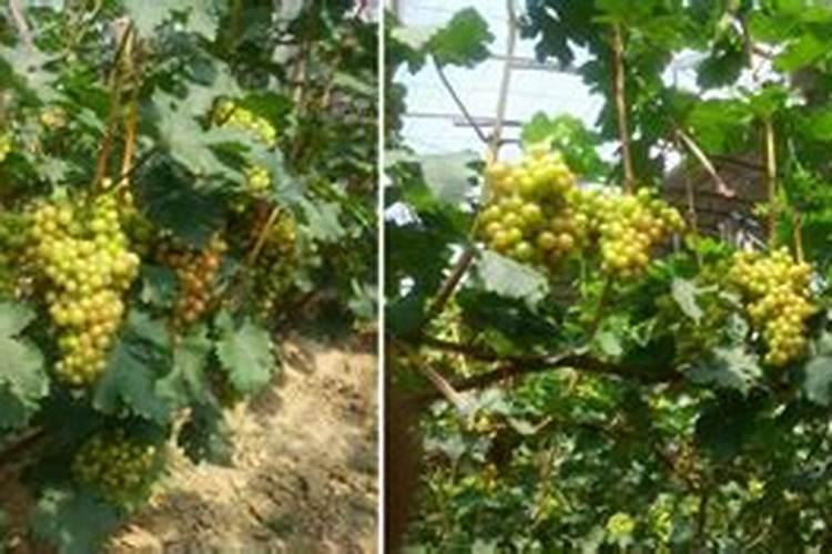 葡萄花后芸苔素内酯使用方法