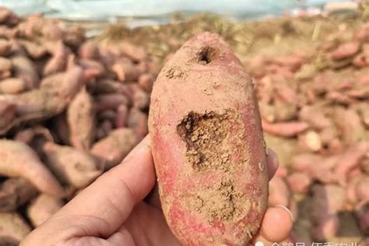 红薯最怕三种肥料