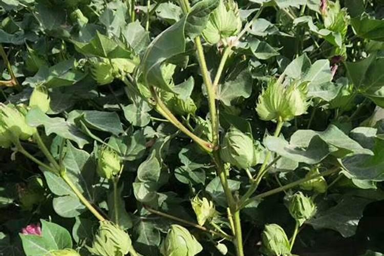 棉花水多没桃子怎么处理