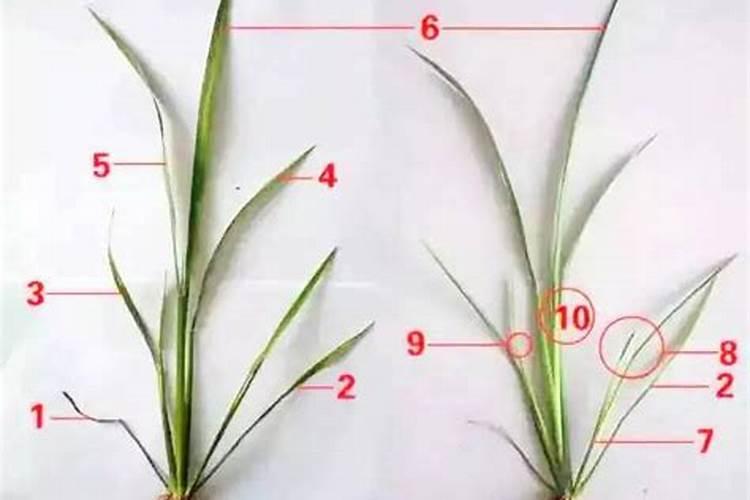 水白草用什么药