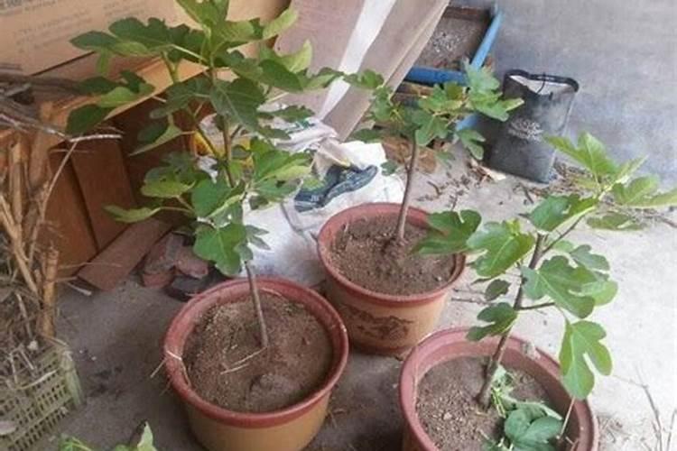 无花果施肥的正确方法