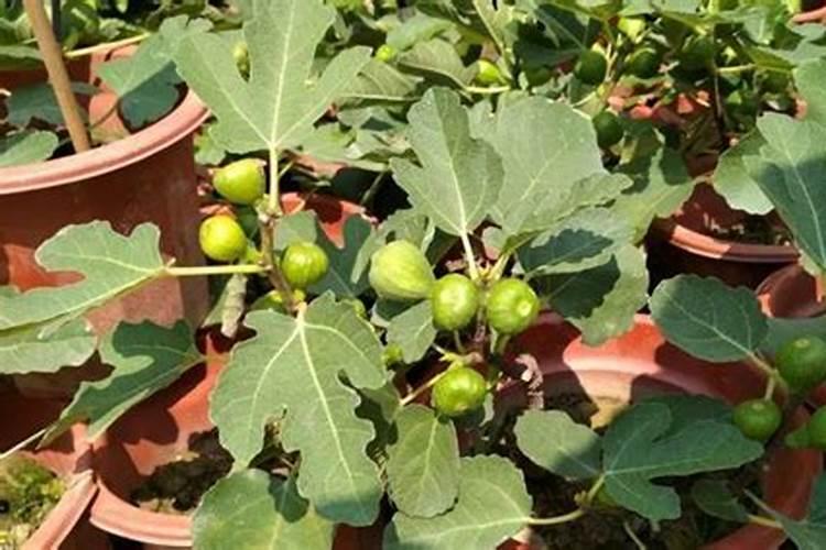 无花果怎么施肥长得快