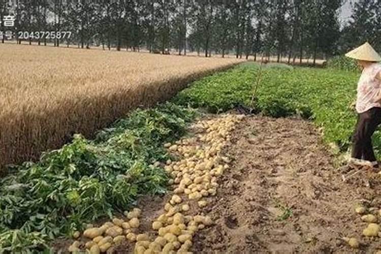 黄瓜初瓜期施什么肥料