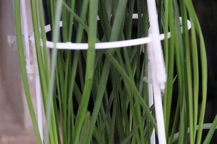 兰花怎么养护花箭嗖嗖蹿不停