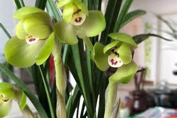 兰花怎么养护花箭嗖嗖蹿不停