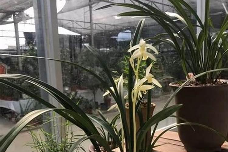 怎么让兰花抽花箭开花苞