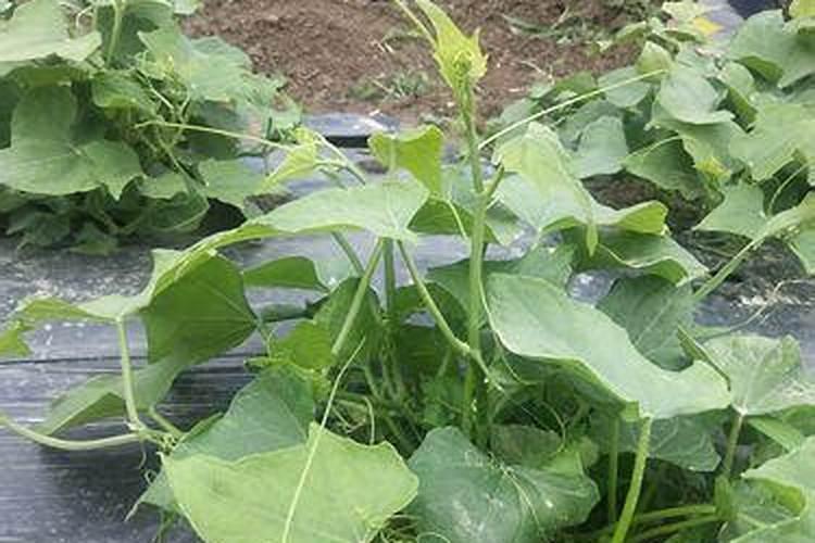 瓜类产量高需要什么条件