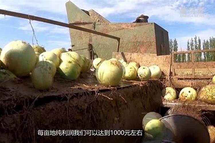 打瓜能不能翻秧？