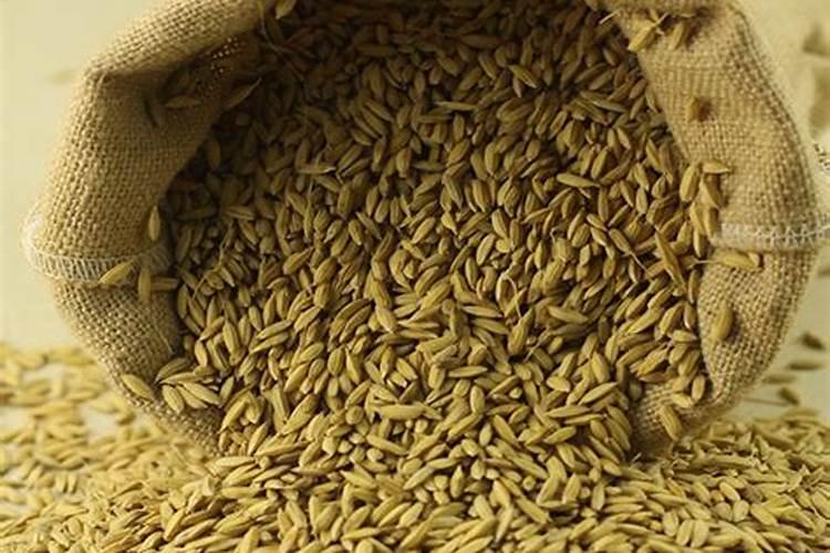 给稻谷种子催芽需要多久才能出芽？