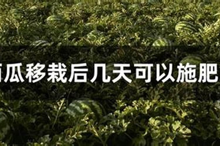 西瓜苗多久施肥一次