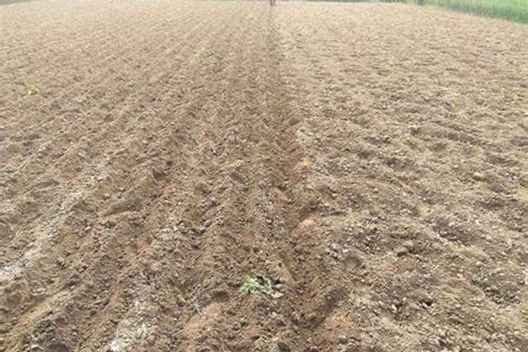 种花生用什么肥料好